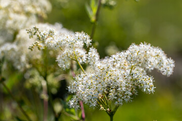 Filipendula vulgaris flower in field, close up