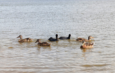 wild ducks in the natural environment