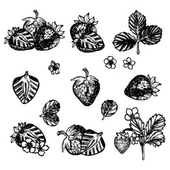 Set of strawberry. Hand drawn. background. Vector. eps