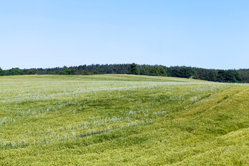 Fototapeta na wymiar rye field with green unripe rye spikelets