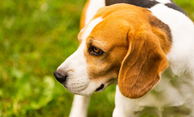 Beagle dog outdoors portraitof tricolor breed canine theme