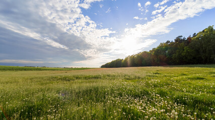 Green grassland with forest and clouds and blue sky