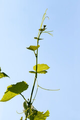 green leaves of grapes in the spring season