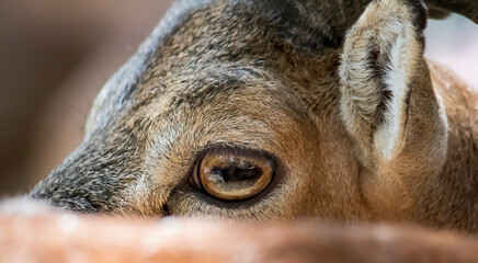 close up to eyes of a deer, bambi