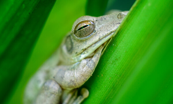 Indian tree frog resting on the turmeric plant leaves close up macro photograph, tree frog in the Rest state during the day and the eyes are slightly open.