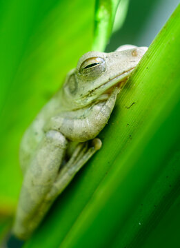 Common Indian tree frog resting on the turmeric plant leaves close up photograph,