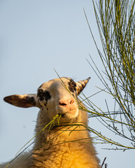 Ein Schaf mit einem kleinen Zweig im Maul!