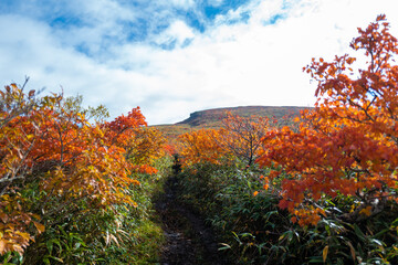 宮城県栗原市、秋田県湯沢市、雄勝郡東成瀬村、岩手県一関市にある栗駒山を紅葉の時期に登山する風景A view of climbing Mt. Kurikoma in Kurihara City, Miyagi Prefecture, Yuzawa City, Akita Prefecture, during the autumn foliage season.