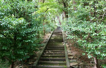 Fototapeta premium 神聖な参道 癒しの空間 風景