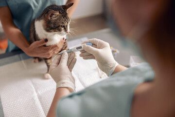 Obraz na płótnie Canvas Veterinarian in gloves takes temperature of cute cat with digital thermometer in clinic office
