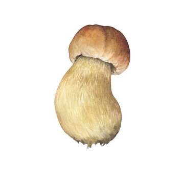 Boletus edulis mushroom with brown hat (cep, porcini, king bolete, penny bun). Edible bolete wild mushroom. Watercolor hand drawn painting illustration isolated on a white background. 