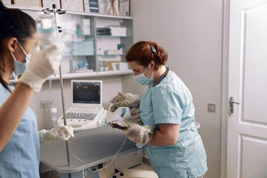 Veterinarian In Protective Mask Holds Cat On Intravenous Infusion With Nurse Assisting In Clinic