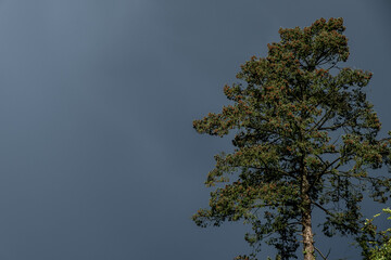 Trees With Grey Storm Clouds Background and No People
