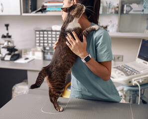 Asian veterinarian in uniform hugs tabby cat at table in clinic office
