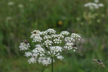 Bee flying over Elderflower plant 