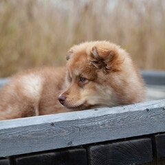 Puppy lying on wooden path, in nature. Bed of reeds in the background. Finnish lapphund.