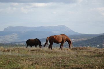 Fototapeta na wymiar Crimean landscape with horses, Ukraine