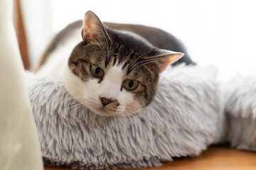 くつろぐ猫　キジトラ猫