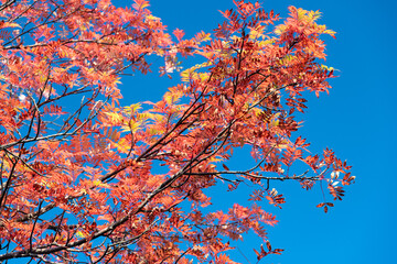 赤く紅葉するナナカマド