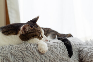 くつろぐ猫　キジトラ猫