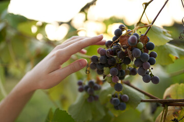 hand near bunches of grapes nature vitamins fruit