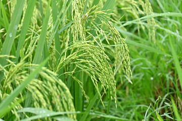 Fototapeta na wymiar closeup the bunch ripe green paddy plant growing with grain in the farm over out of focus green brown background.