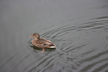 duck in the water