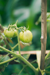 Close Up of Green Tomatoes