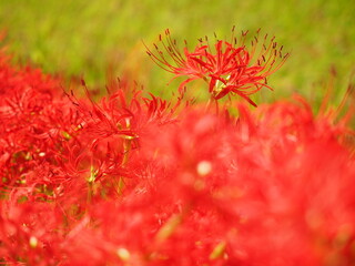 Red spider lily flowers.