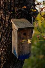 Old handmade wooden nesting box nailed to a tree in autumn in forest, simple grey birdhouse design, shelter for bird breeding, selective focus, close-up, blurred background