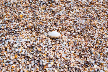 Small sea shells close-up,copy space,background,texture