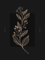 Camphor. Hand-drawn flower on a black background, vector illustration. Botanical retro image for a floral background. Design element for postcard, poster, cover, invitation.