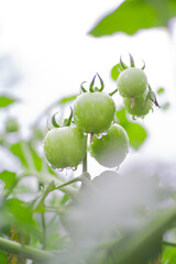 Fresh Green Tomatoes on Branch