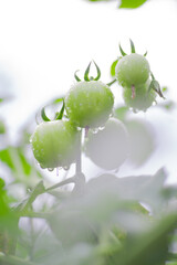 Green Tomatoes before Harvest