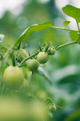 Grenn Tomatoes in the Tree