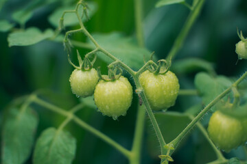 Fresh Green Tomatoes