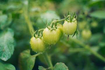 Fresh Green Tomatoes with Some Water