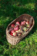 Red apples in a wooden wicker basket on  grass in the garden