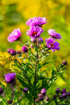 Pink aster flowers blooming in spring