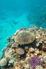 Fototapeta na wymiar Colorful, picturesque coral reef at the sandy bottom of tropical sea, hard corals with green chromis fishes, underwater landscape