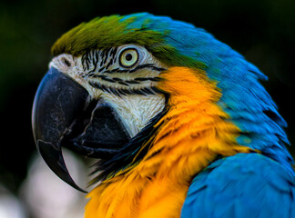Сolorful yellow-blue bird parrot in profile