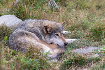 Grey Wolf - Canis lupus - resting in grass