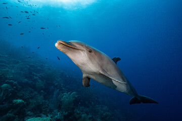 Dolphin smile © Tino