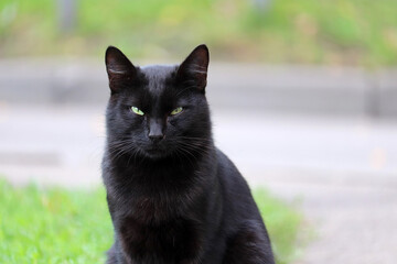 Naklejka na ściany i meble Black cat sitting on the street on green grass background. Portrait of animal outdoors