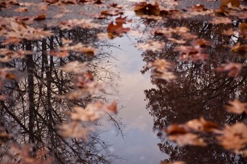 Autumn leaves on a puddle after a storm, with trees reflections