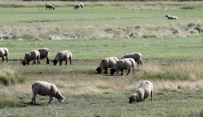 moutons de prés salés dans la baie du mont saint Michel