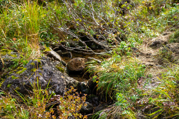 宮城県栗原市、秋田県湯沢市、雄勝郡東成瀬村、岩手県一関市にある栗駒山を紅葉の時期に登山する風景A view of climbing Mt. Kurikoma in Kurihara City, Miyagi Prefecture, Yuzawa City, Akita Prefecture, during the autumn foliage season.