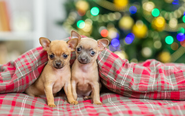 Fototapeta na wymiar Two Toy terrier puppies sit together under warm blanket at home with Christmas tree on background. Empty space for text
