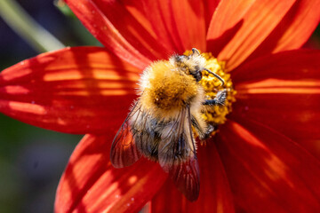 Owady jesienią w ogrodzie © Marcin