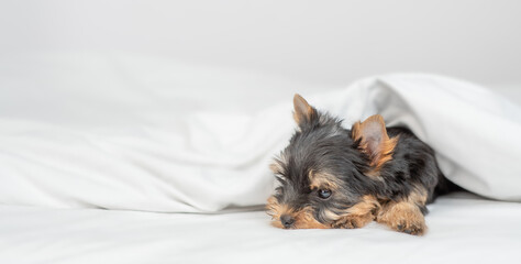 Cozy tiny Yorkshire terrier puppy sleeps on a bed at home. Empty space for text